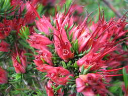 Image of Darwinia grandiflora (Benth.) R. Baker & H. G. Smith