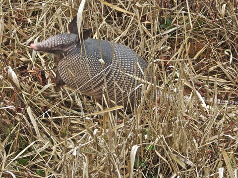 Image of long-nosed armadillos