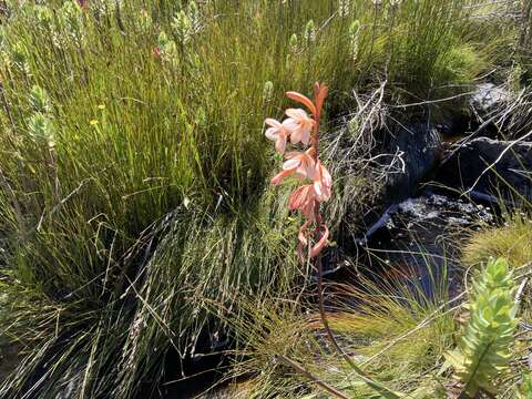 Image of Watsonia zeyheri L. Bolus