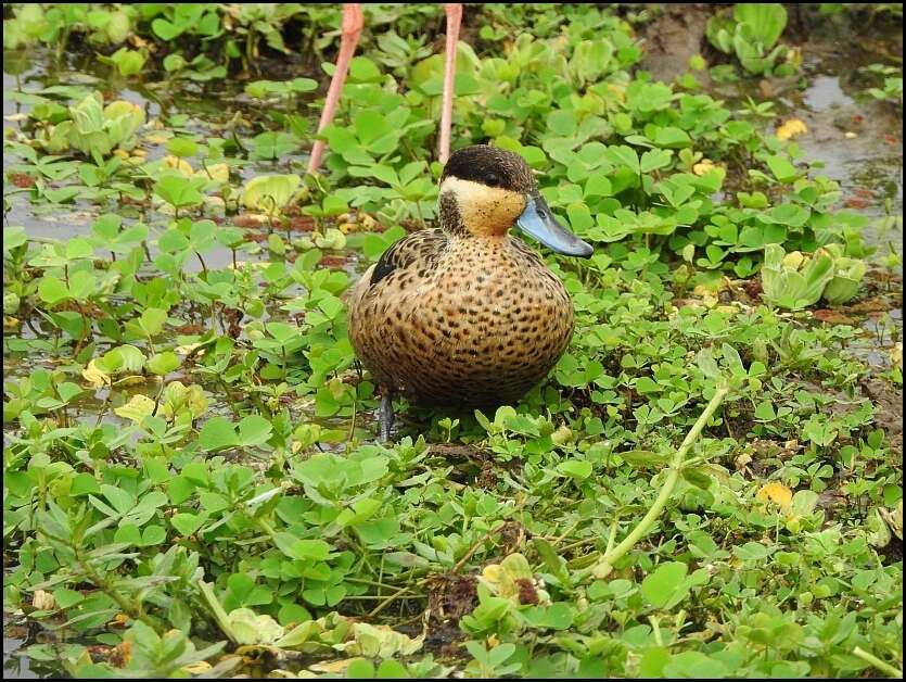 Image of Blue-billed Teal