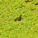 Image of East African Black Mud Turtle