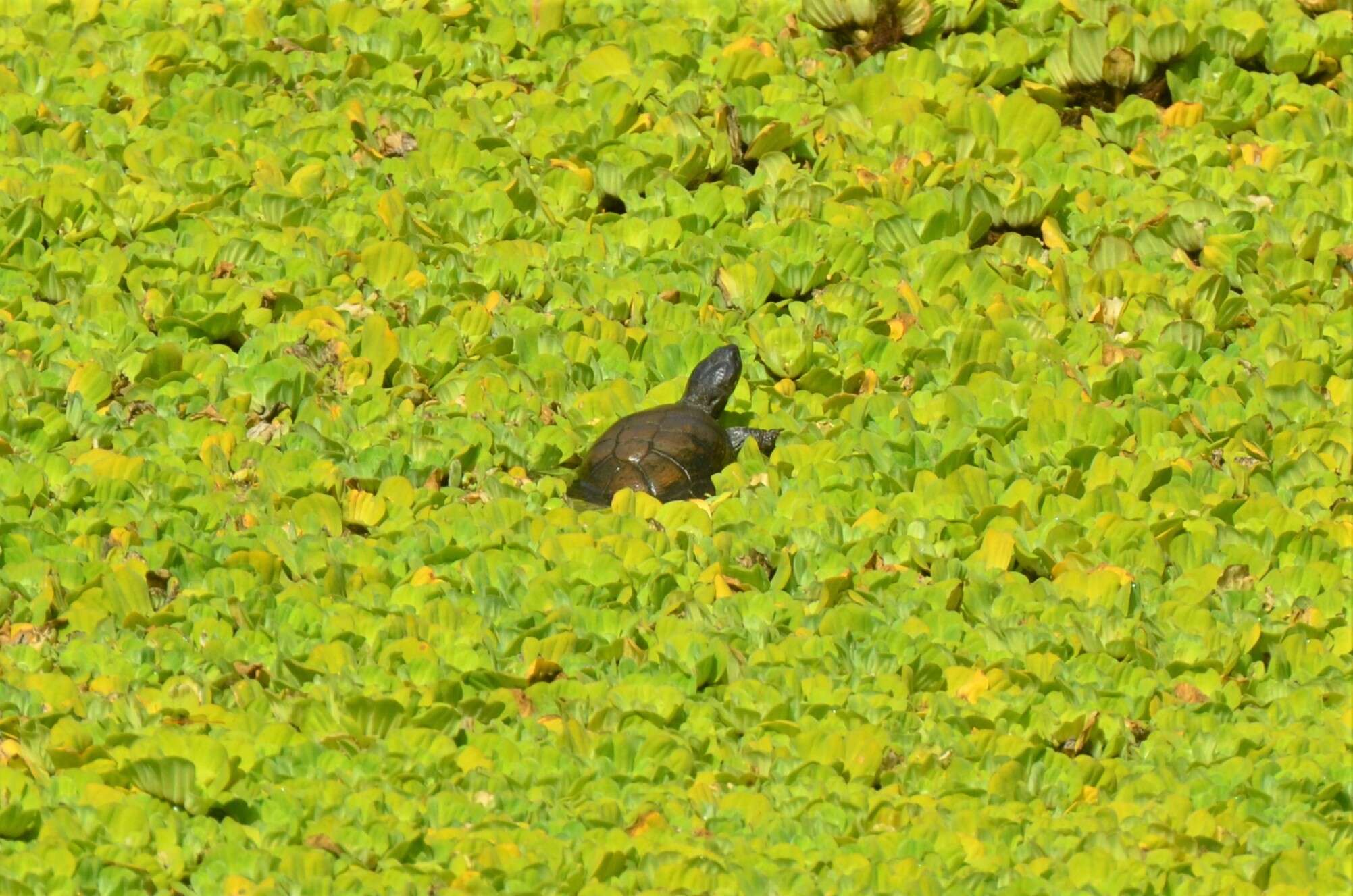 Image of East African Black Mud Turtle