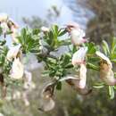 Image of Wiborgia tenuifolia E. Mey.
