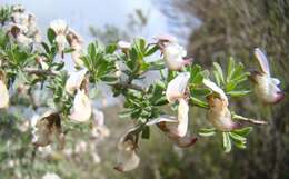 Image of Wiborgia tenuifolia E. Mey.