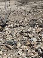 Image of Angel Island chuckwalla