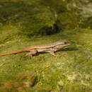 Image of Sceloporus variabilis olloporus Smith 1937