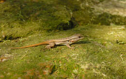 Image of Sceloporus variabilis olloporus Smith 1937