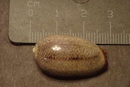 Image of Olive rounded olive