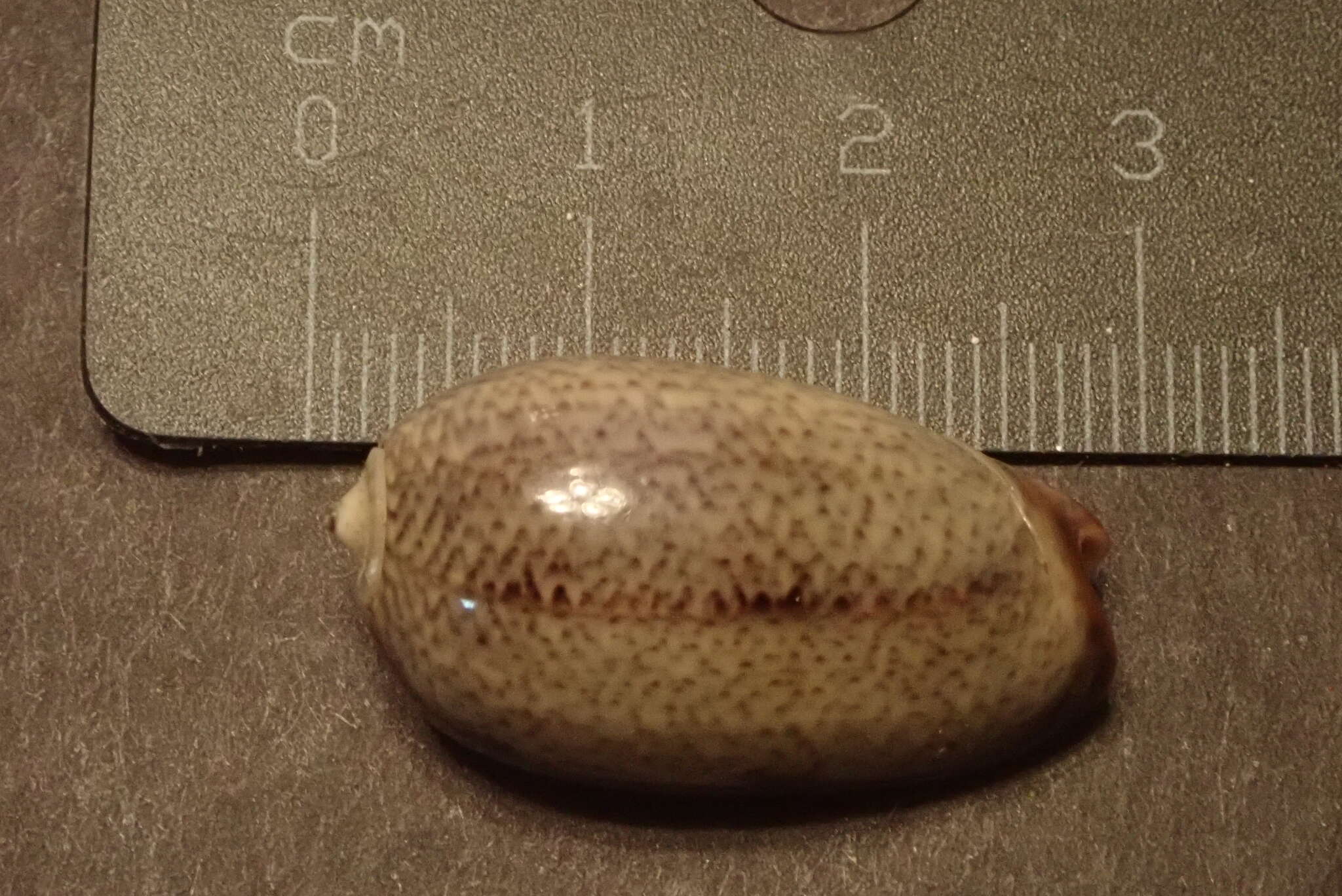 Image of Olive rounded olive