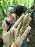 Image of Hitchcock's sedge