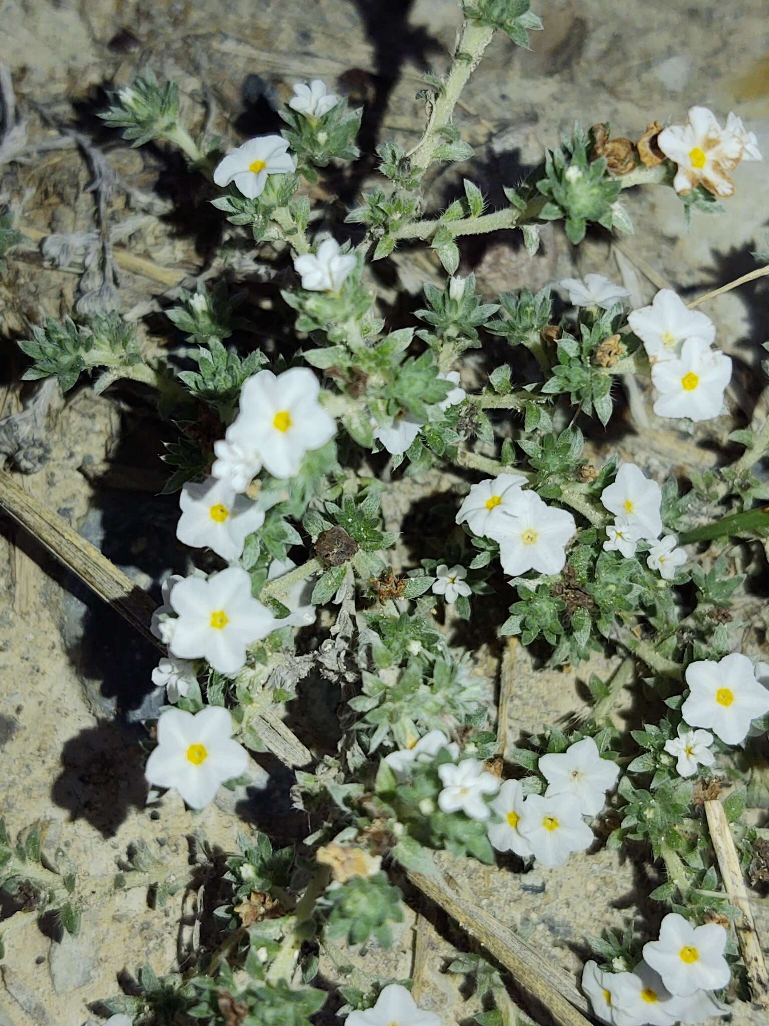 Euploca confertifolia (Torr.) Feuillet & Halse resmi