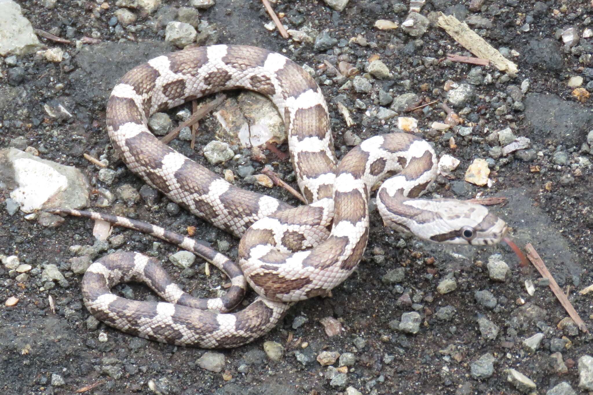 Image of Rat snakes