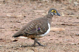 Image of Partridge Pigeon