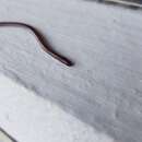 Image of Puerto Rican Worm Snake