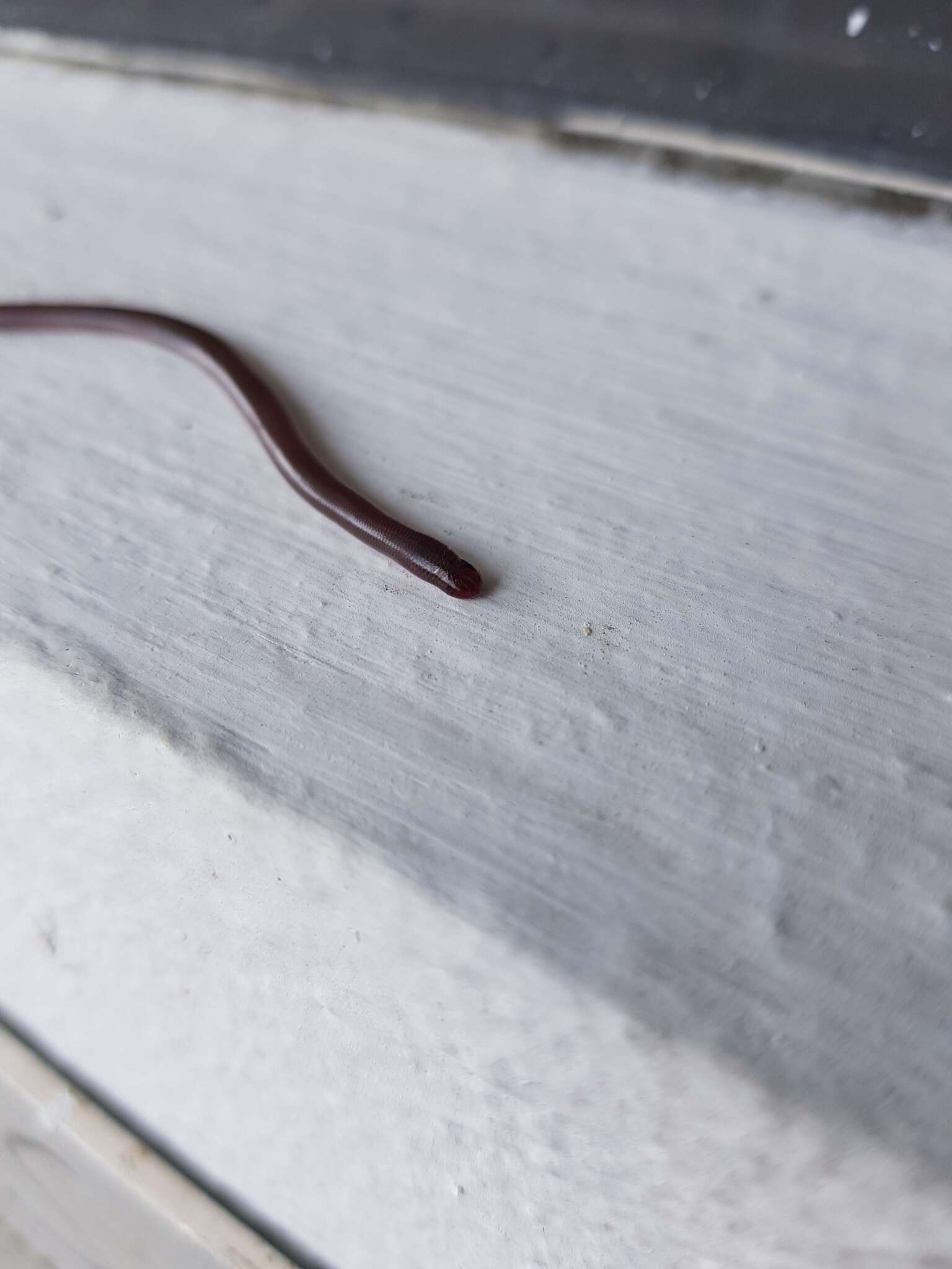 Image of Andasibe Blind Snake