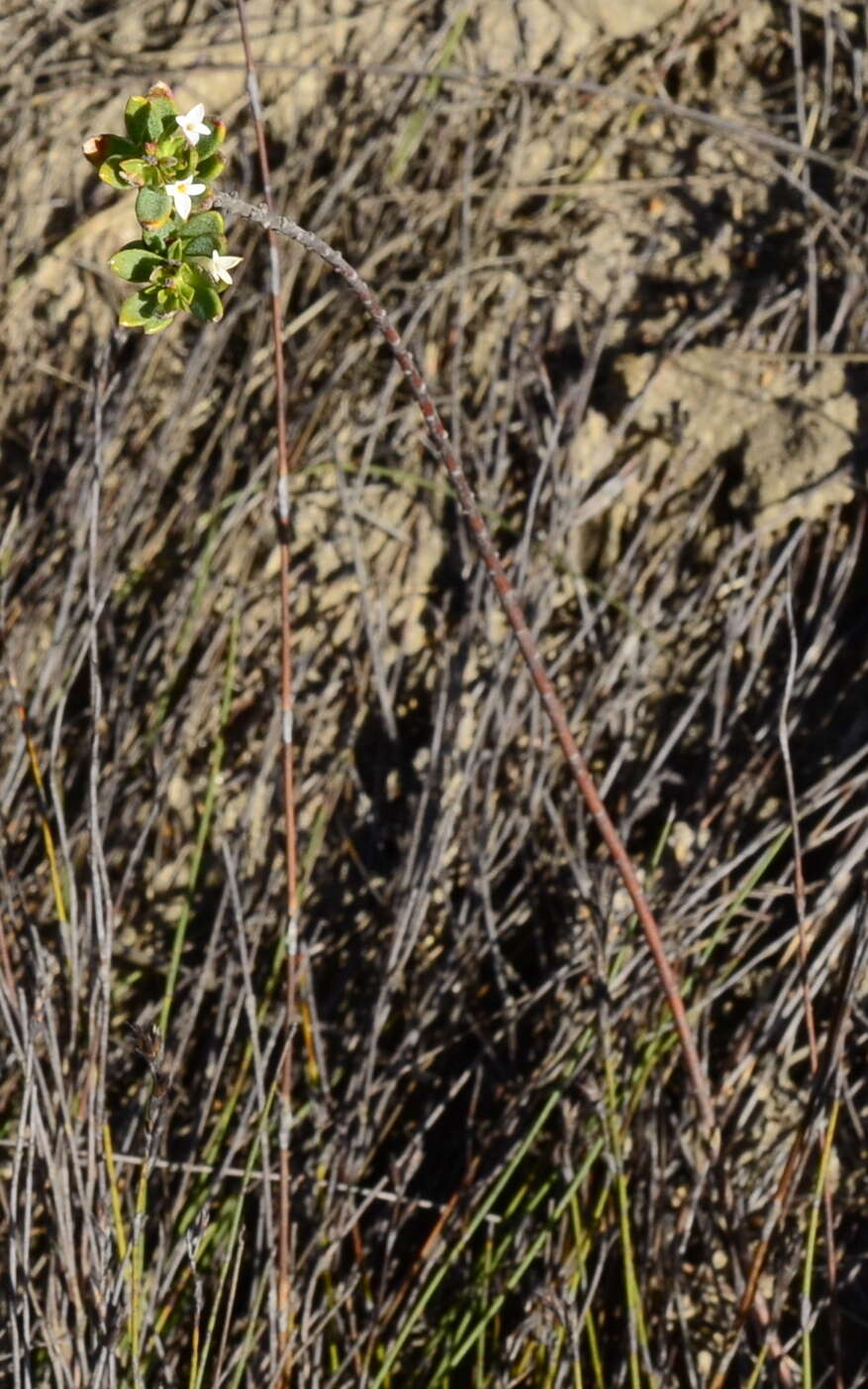 Image of Gnidia spicata (L. fil.) Gilg