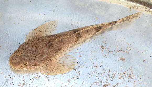 Cottus rhotheus (Smith 1882)的圖片