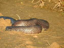 Image of Boiruna maculata (Boulenger 1896)