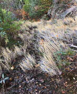 Image of foxtail muhly