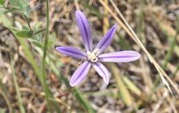 Sivun Brodiaea minor (Benth.) S. Watson kuva