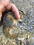 Image of lodgepole chipmunk