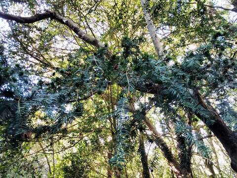 Image of English yew