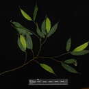 Image of Ficus cuspidata Reinw. ex Bl.