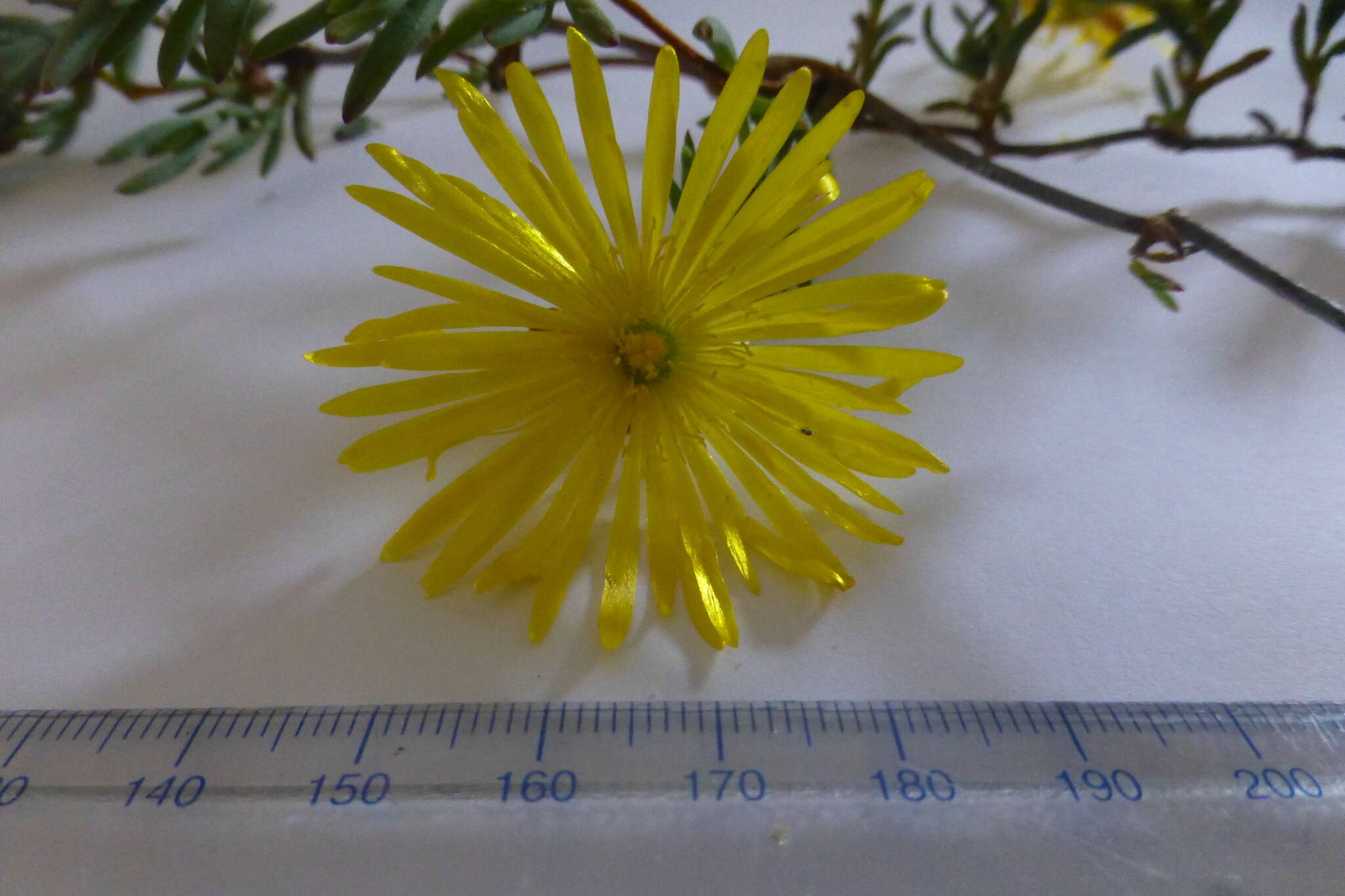 Image of Lampranthus explanatus (L. Bol.) N. E. Br.