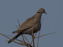 Image of Burmese Collared Dove