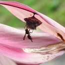 Polistes stigma (Fabricius 1793) resmi