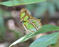 Image of Siproeta stelenes meridionalis (Fruhstorfer 1909)