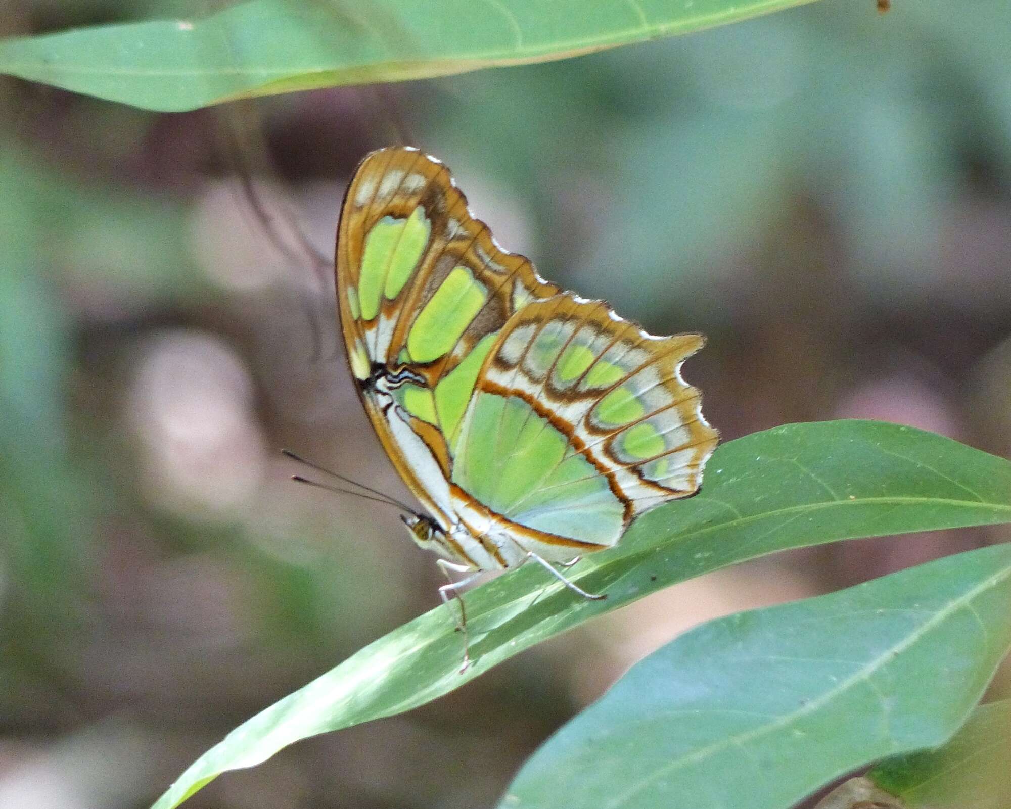 Imagem de Siproeta stelenes meridionalis (Fruhstorfer 1909)