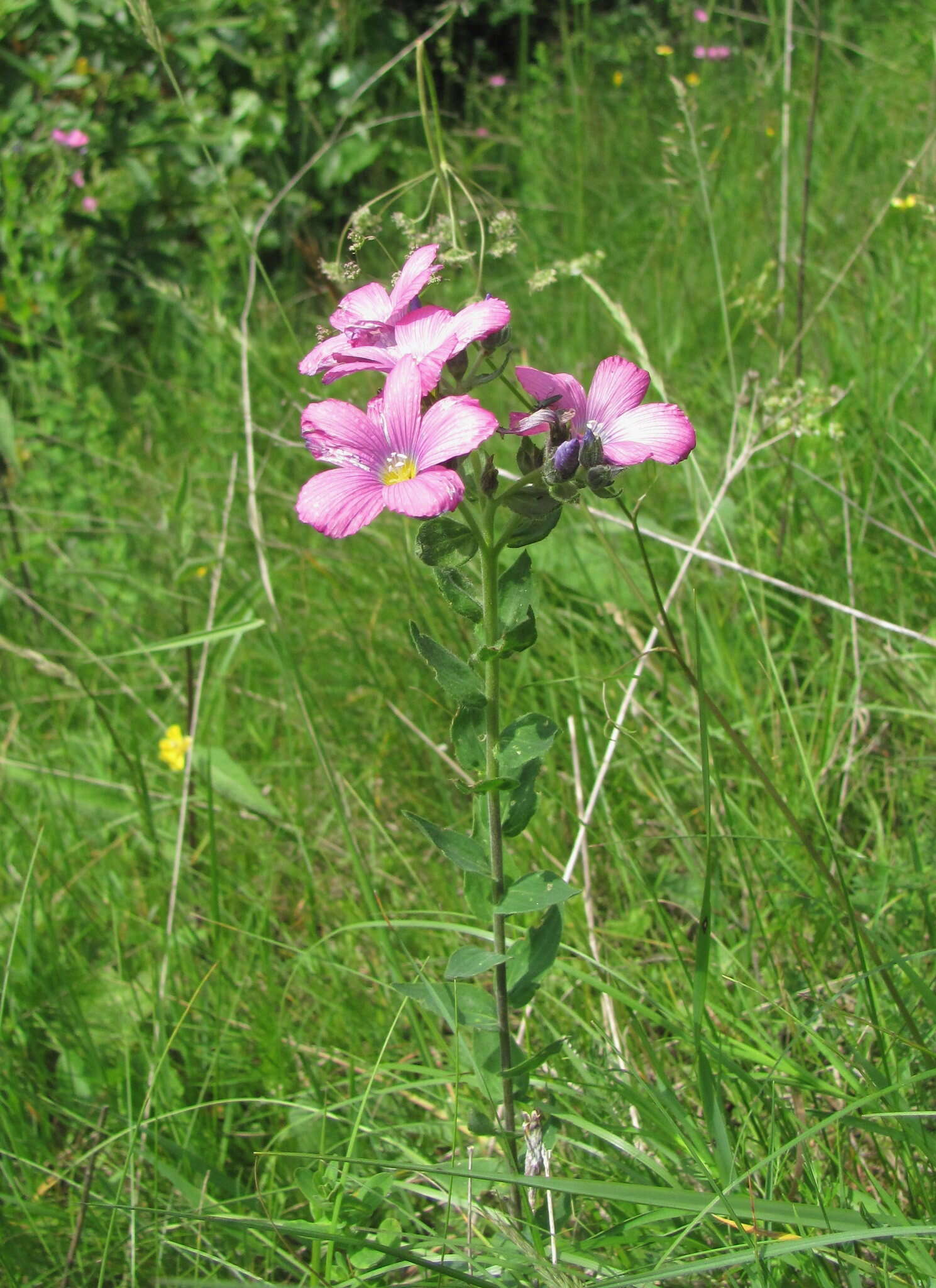 Linum hypericifolium Salisb. resmi