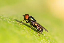 Image of Soldier fly