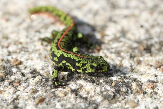 Triturus marmoratus (Latreille 1800) resmi