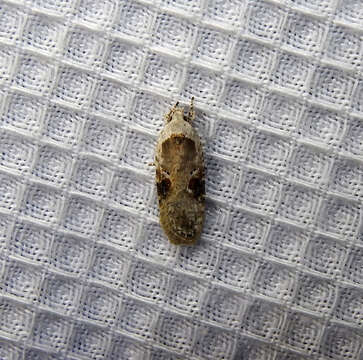 Image of Poison Hemlock Moth