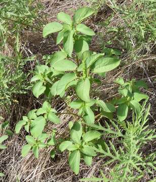 Imagem de Acalypha persimilis Müll. Arg.