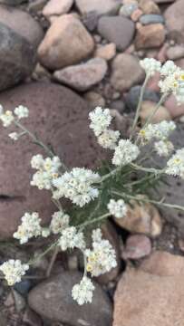 Image of white cudweed