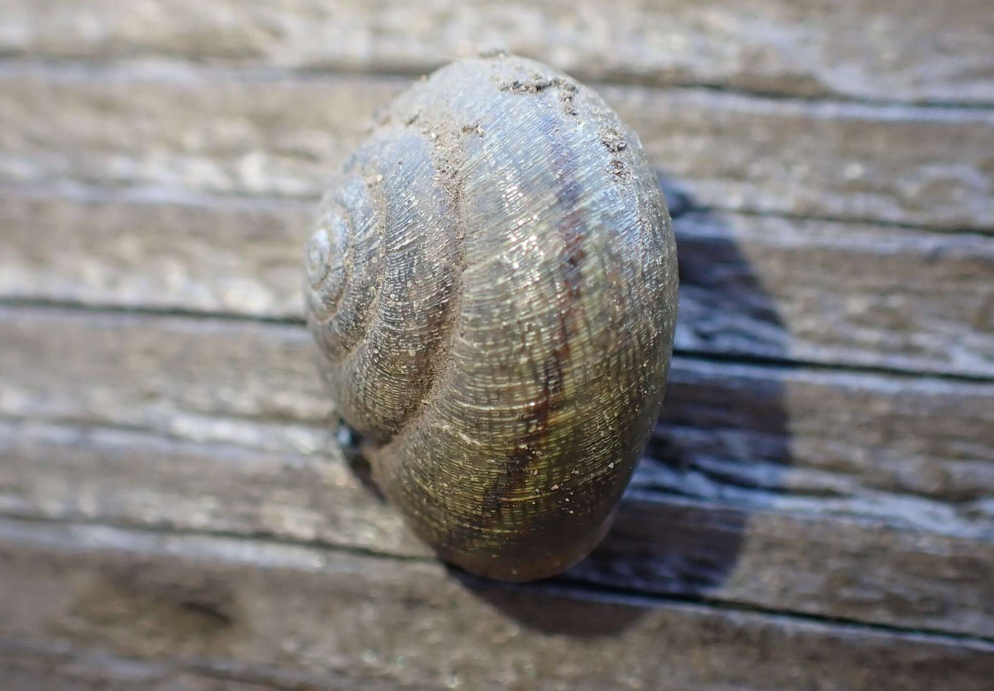 Image of Helminthoglypta nickliniana ramentosa (A. Gould 1856)