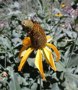 Rudbeckia californica A. Gray的圖片