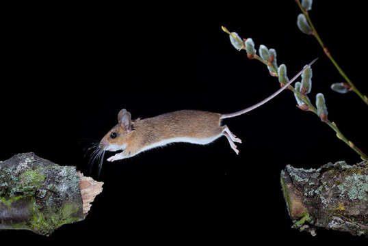 Image of Yellow-necked Field Mouse