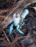 Image of Florida Crayfish