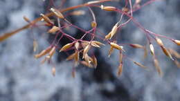 Image of Agrostis dyeri Petrie