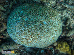 Image of Starflower coral