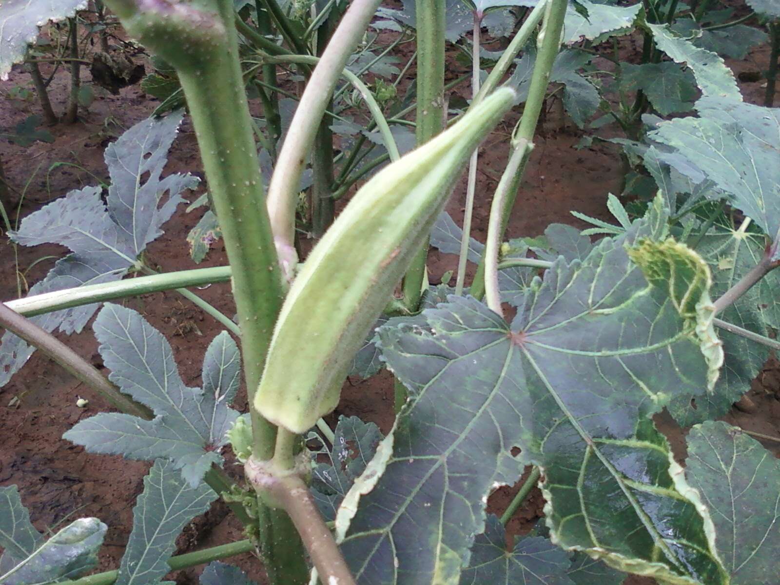 Image of okra