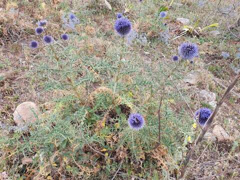 Image of Echinops bovei Boiss.