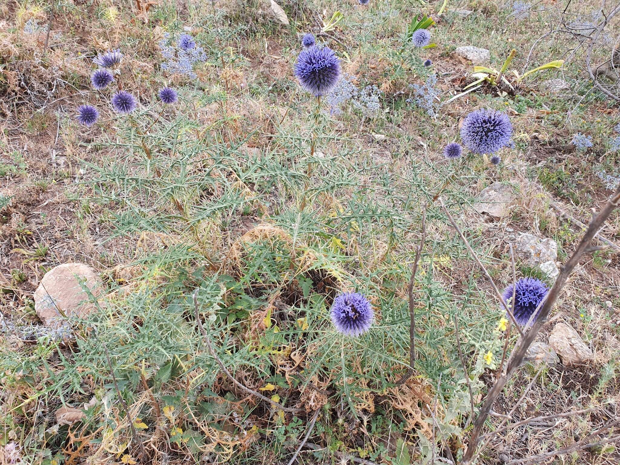 Image de Echinops bovei Boiss.