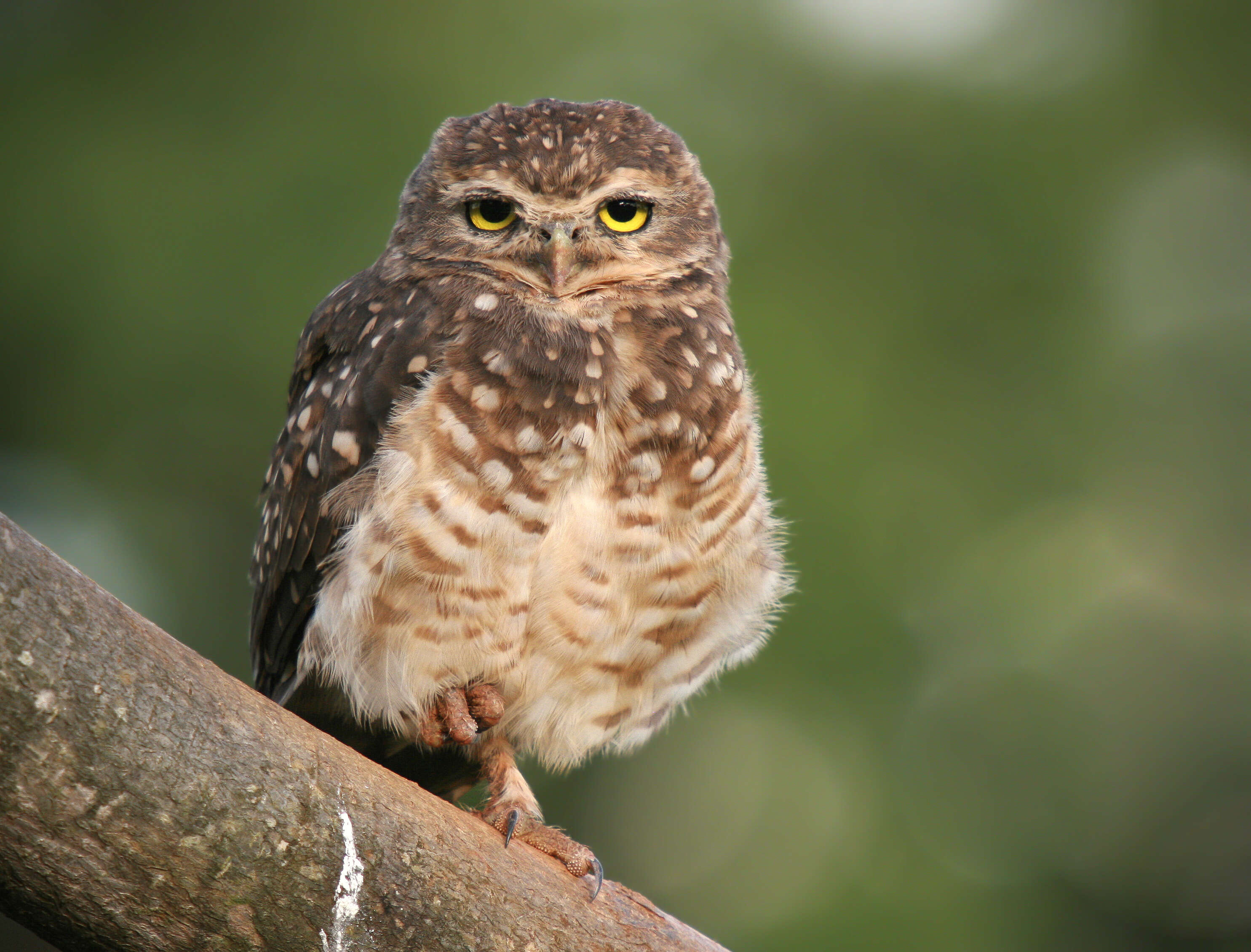 Image of Burrowing Owl