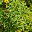 Image of Porophyllum coloratum var. obtusifolium (DC.) Mc Vaugh