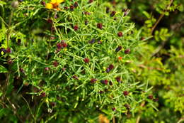 Image of Porophyllum coloratum var. obtusifolium (DC.) Mc Vaugh